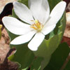 white flowers